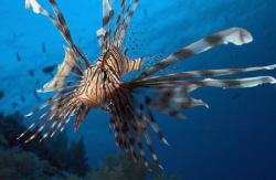 Lion Fish.. by Eric Orchin 